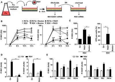 Pseudomonas aeruginosa Modulates the Antiviral Response of Bronchial Epithelial Cells